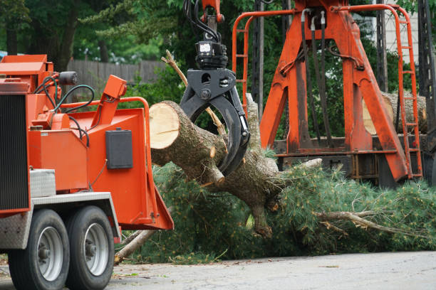 Lincolndale, NY Tree Services Company