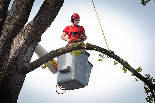 How Our Tree Care Process Works  in  Lincolndale, NY